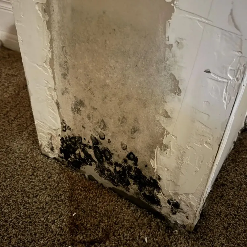 Professional Mold Removal in Prineville, OR